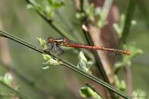 Fruehe Adonislibelle